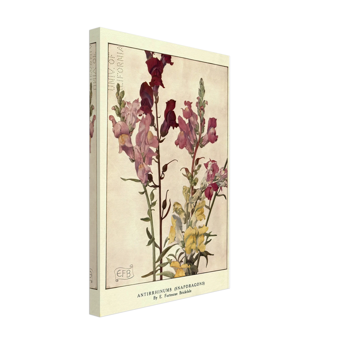 Antirrhinums (Snapdragons) by Eleanor Fortescue-Brickdale, canvas, view 2
