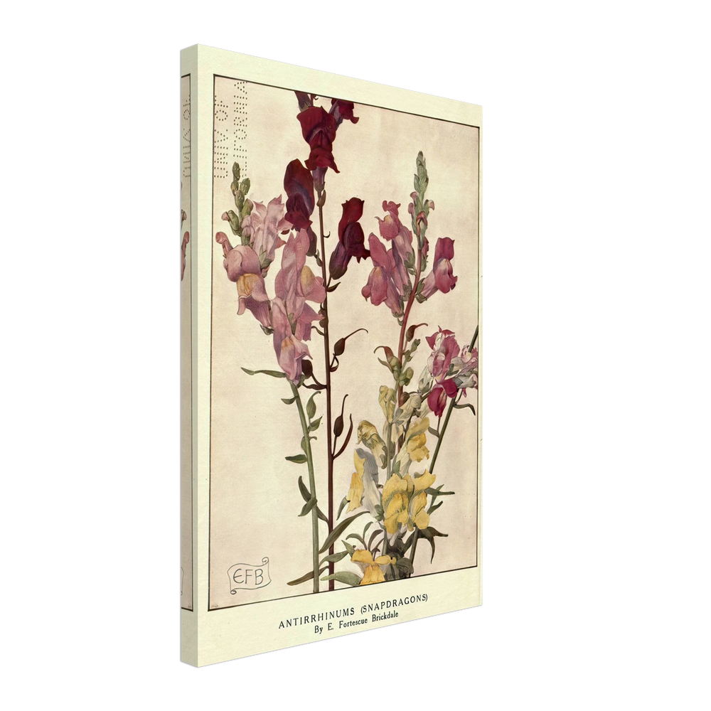Antirrhinums (Snapdragons) by Eleanor Fortescue-Brickdale, canvas