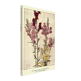 Antirrhinums (Snapdragons) by Eleanor Fortescue-Brickdale, canvas