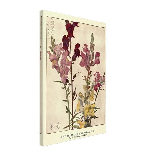 Antirrhinums (Snapdragons) by Eleanor Fortescue-Brickdale, canvas