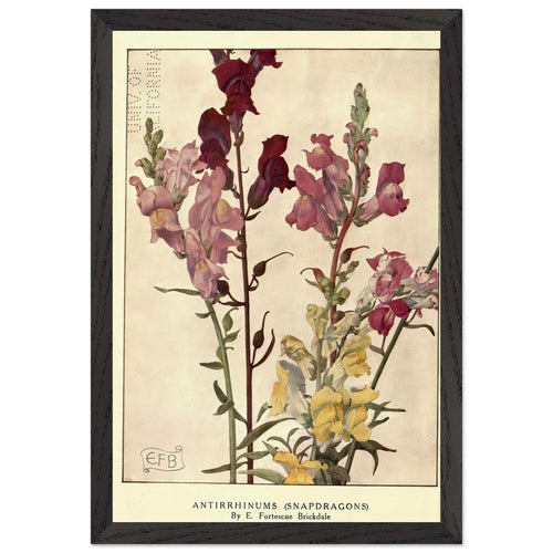 Antirrhinums (Snapdragons) by Eleanor Fortescue-Brickdale, framed poster, view 2