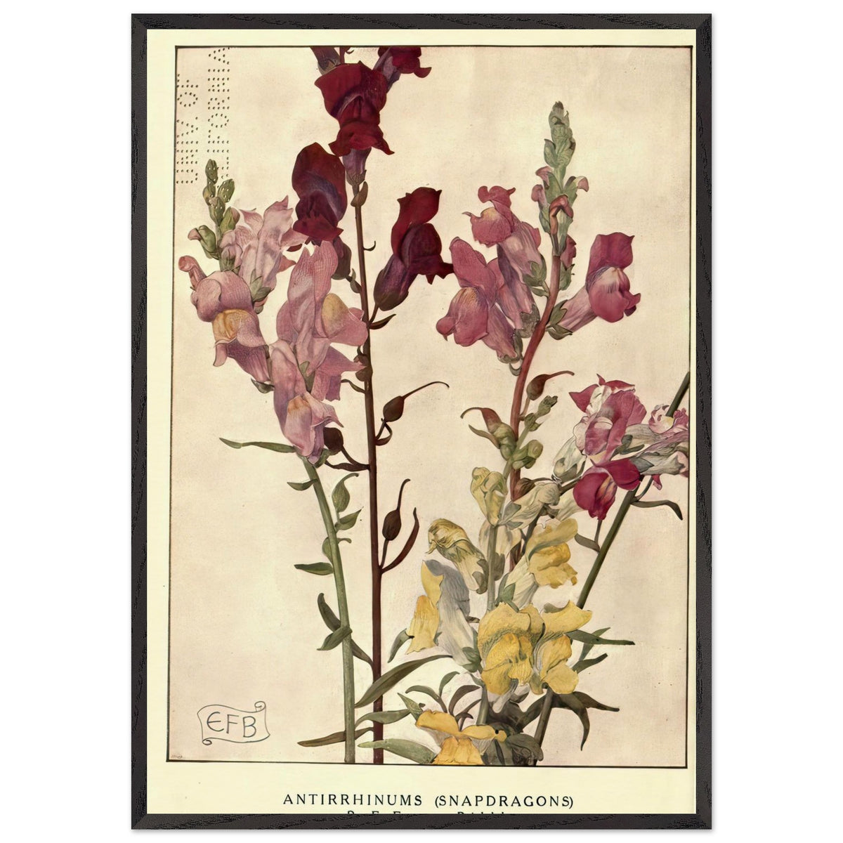 Antirrhinums (Snapdragons) by Eleanor Fortescue-Brickdale, framed poster, view 3