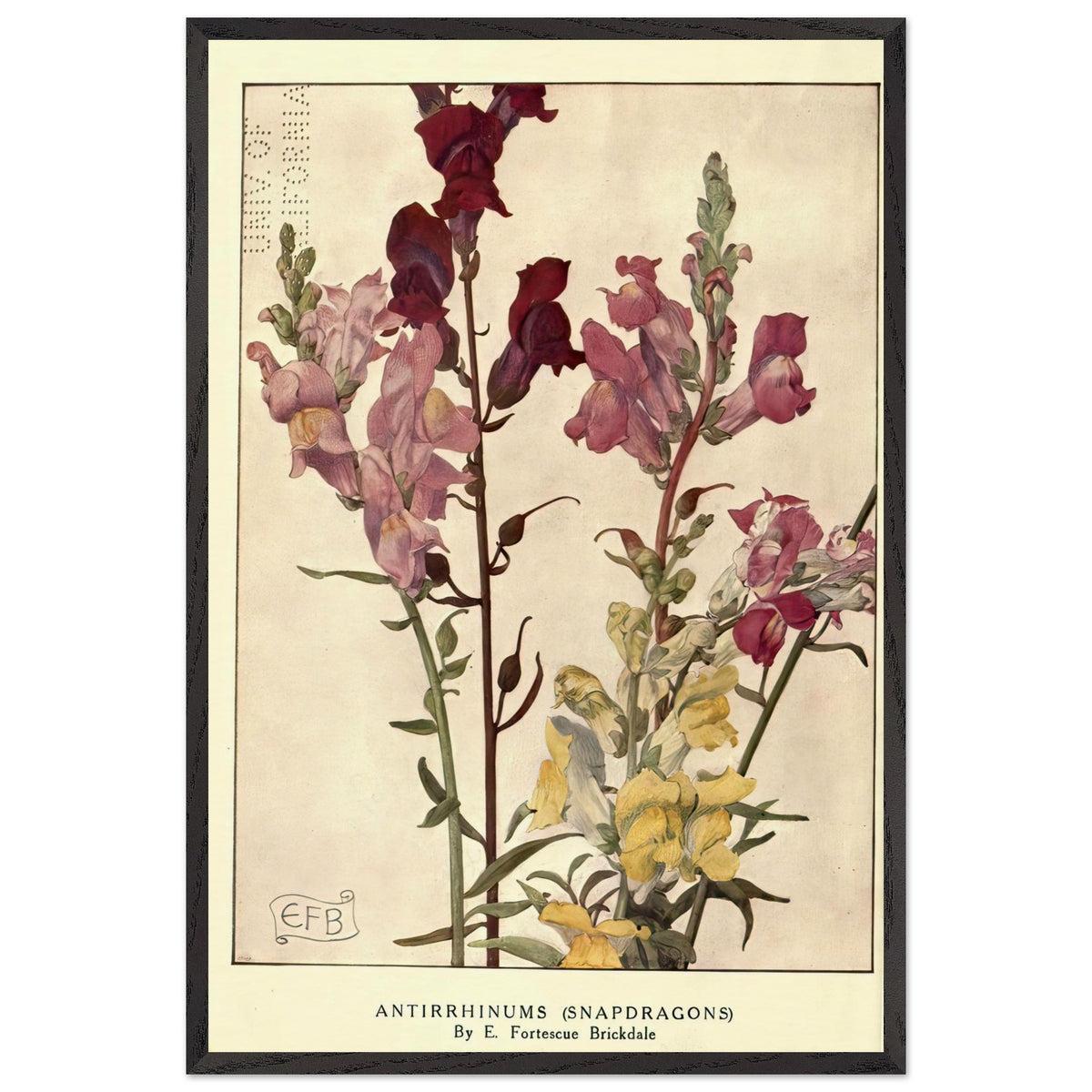 Antirrhinums (Snapdragons) by Eleanor Fortescue-Brickdale, framed poster