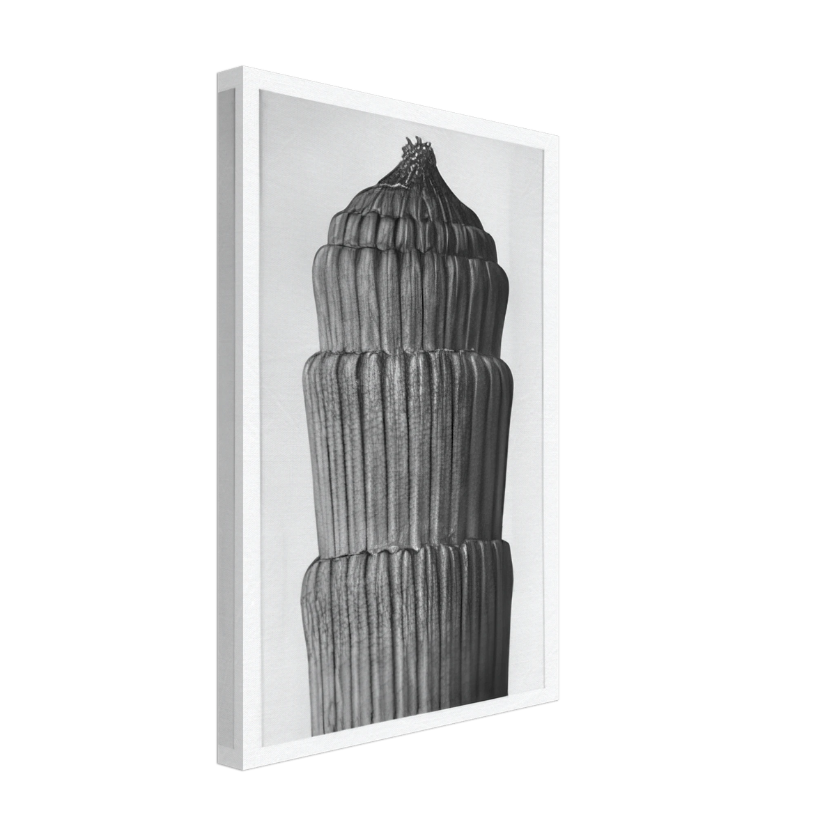 Art Forms in Nature 1 by Karl Blossfeldt, canvas, view 2