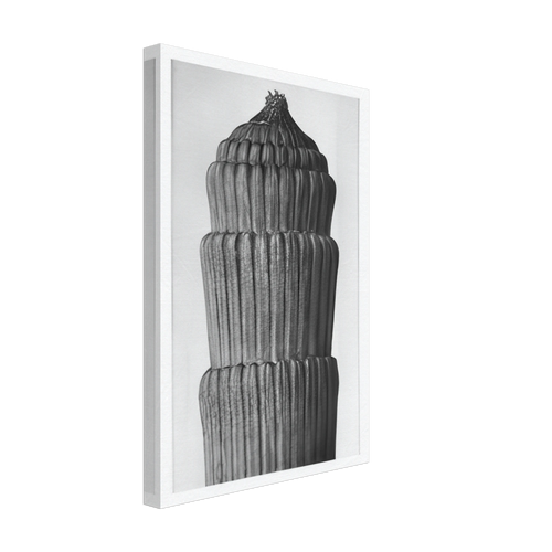Art Forms in Nature 1 by Karl Blossfeldt, canvas, view 2