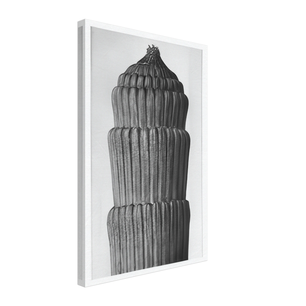 Art Forms in Nature 1 by Karl Blossfeldt, canvas