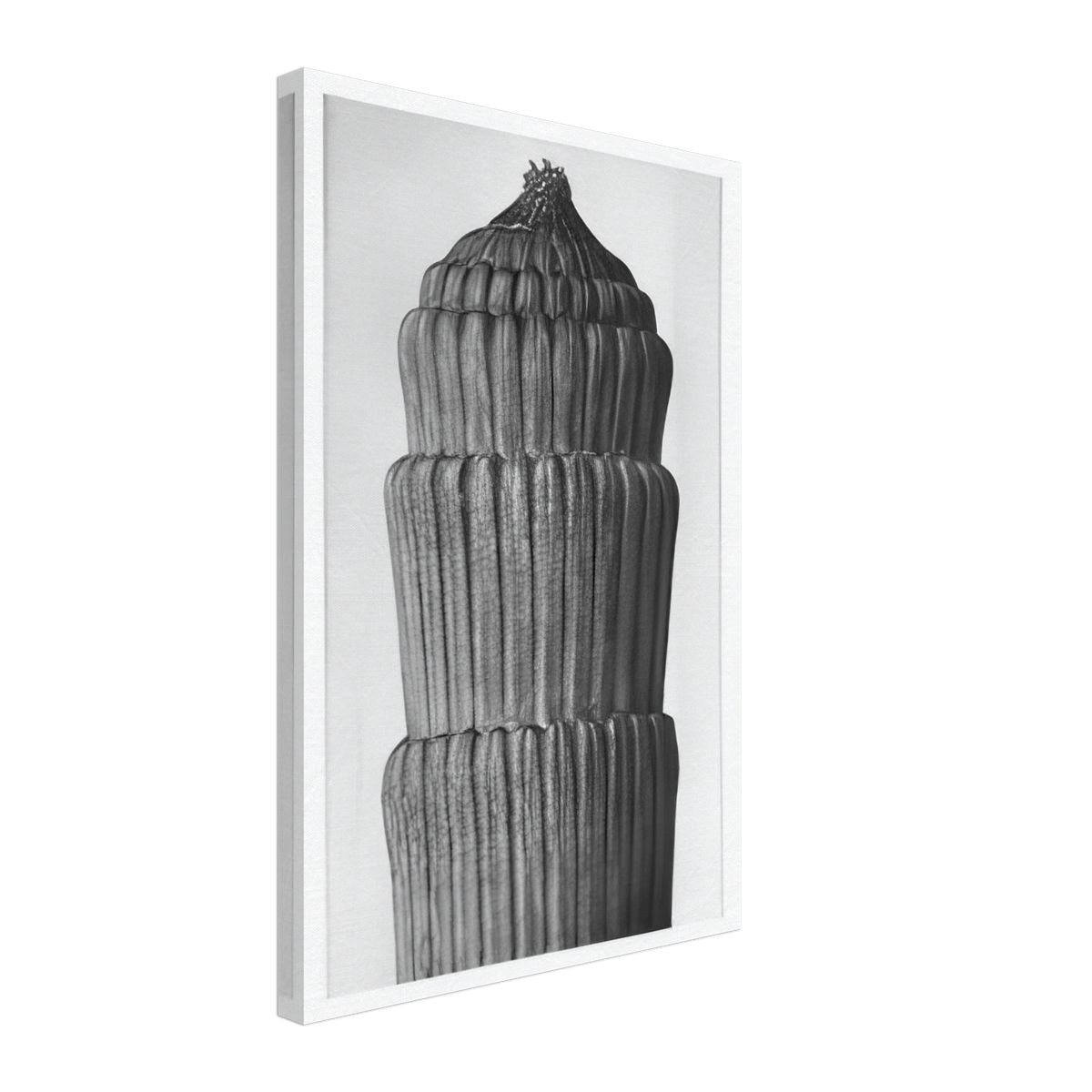 Art Forms in Nature 1 by Karl Blossfeldt, canvas