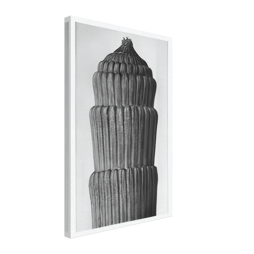 Art Forms in Nature 1 by Karl Blossfeldt, canvas