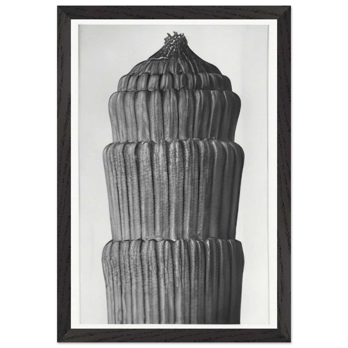 Art Forms in Nature 1 by Karl Blossfeldt, framed poster, view 2