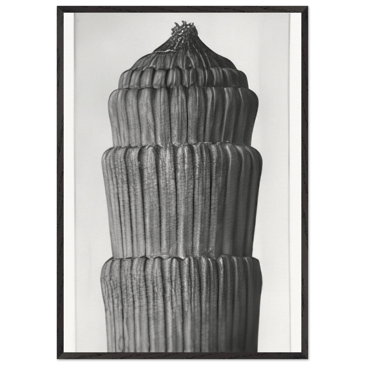 Art Forms in Nature 1 by Karl Blossfeldt, framed poster, view 3