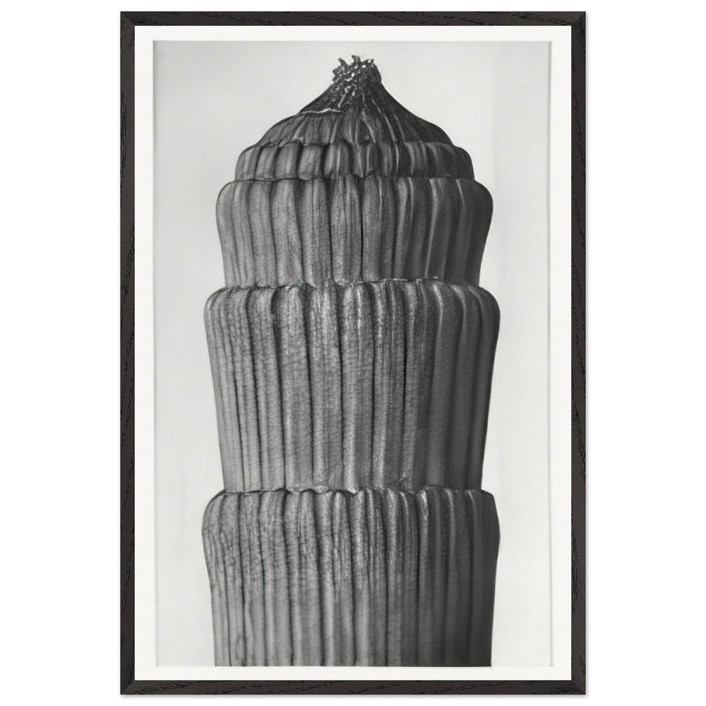 Art Forms in Nature 1 by Karl Blossfeldt, framed poster