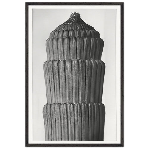 Art Forms in Nature 1 by Karl Blossfeldt, framed poster