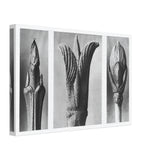 Art Forms in Nature 10 by Karl Blossfeldt, canvas, view 2