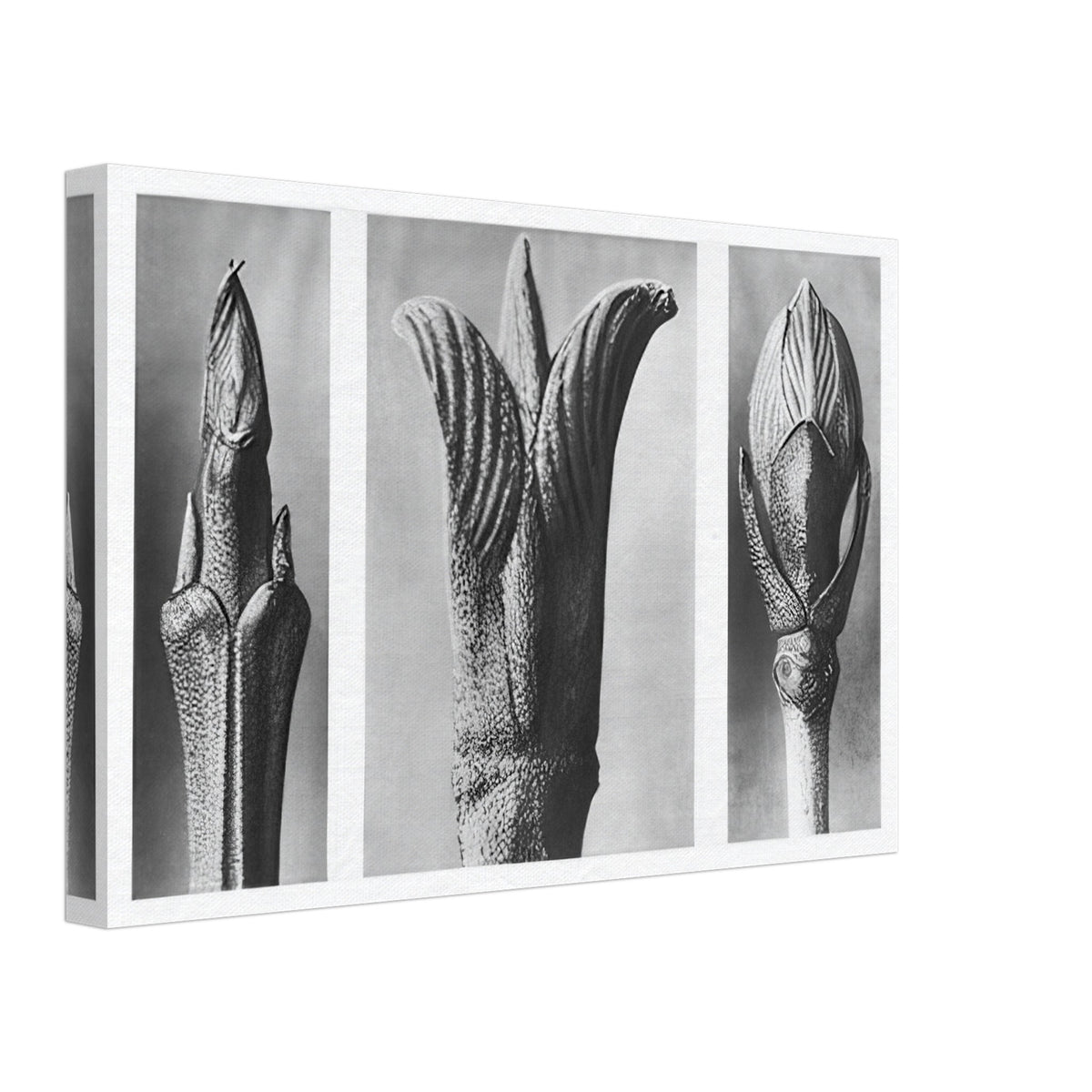 Art Forms in Nature 10 by Karl Blossfeldt, canvas, view 2