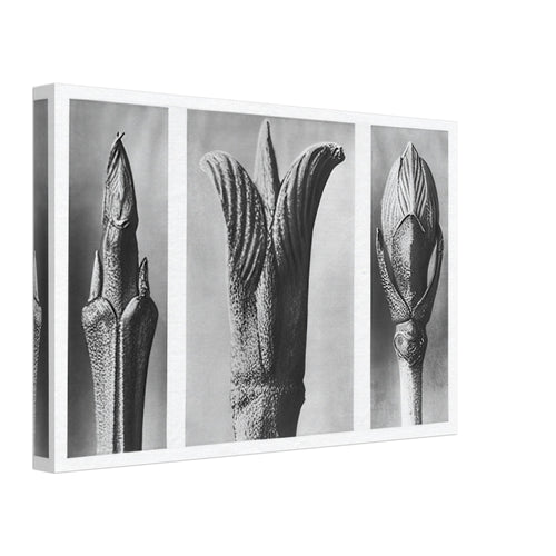 Art Forms in Nature 10 by Karl Blossfeldt, canvas, view 2