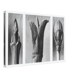 Art Forms in Nature 10 by Karl Blossfeldt, canvas