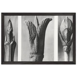 Art Forms in Nature 10 by Karl Blossfeldt, framed poster, view 2