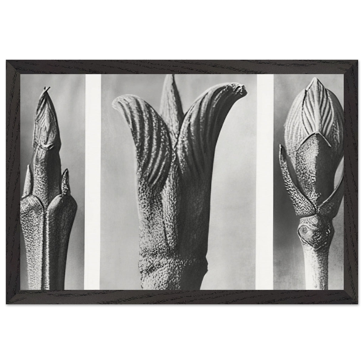 Art Forms in Nature 10 by Karl Blossfeldt, framed poster, view 2