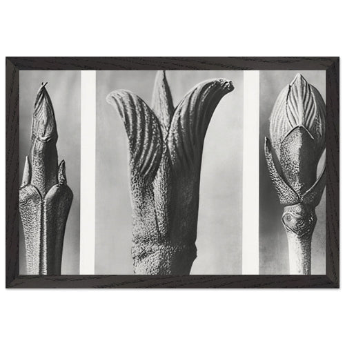 Art Forms in Nature 10 by Karl Blossfeldt, framed poster, view 2