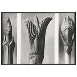 Art Forms in Nature 10 by Karl Blossfeldt, framed poster, view 3