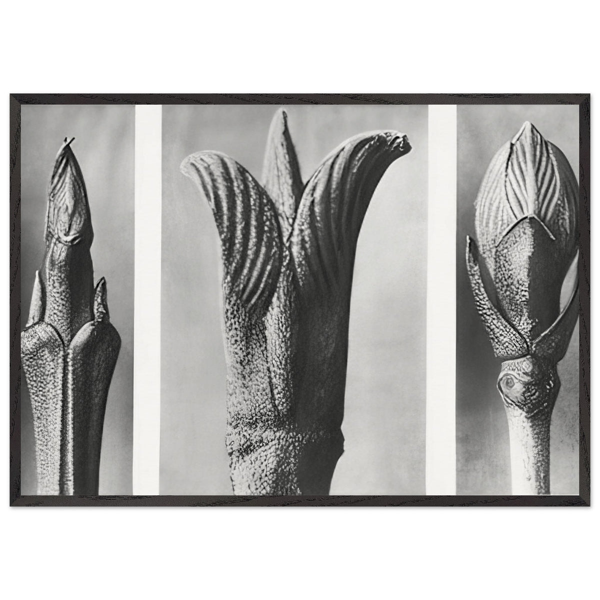 Art Forms in Nature 10 by Karl Blossfeldt, framed poster, view 3