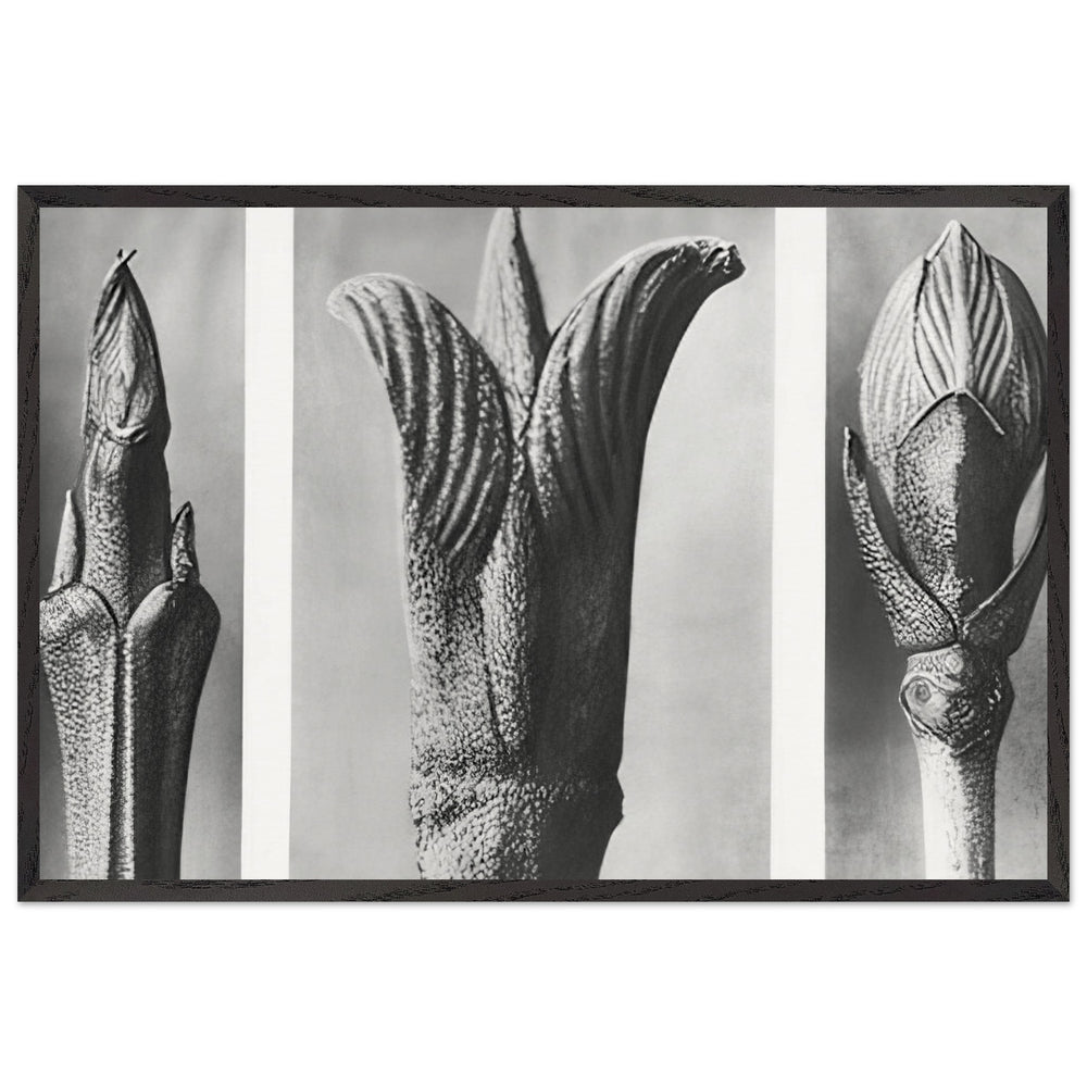Art Forms in Nature 10 by Karl Blossfeldt, framed poster