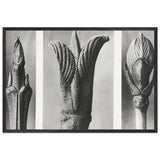 Art Forms in Nature 10 by Karl Blossfeldt, framed poster