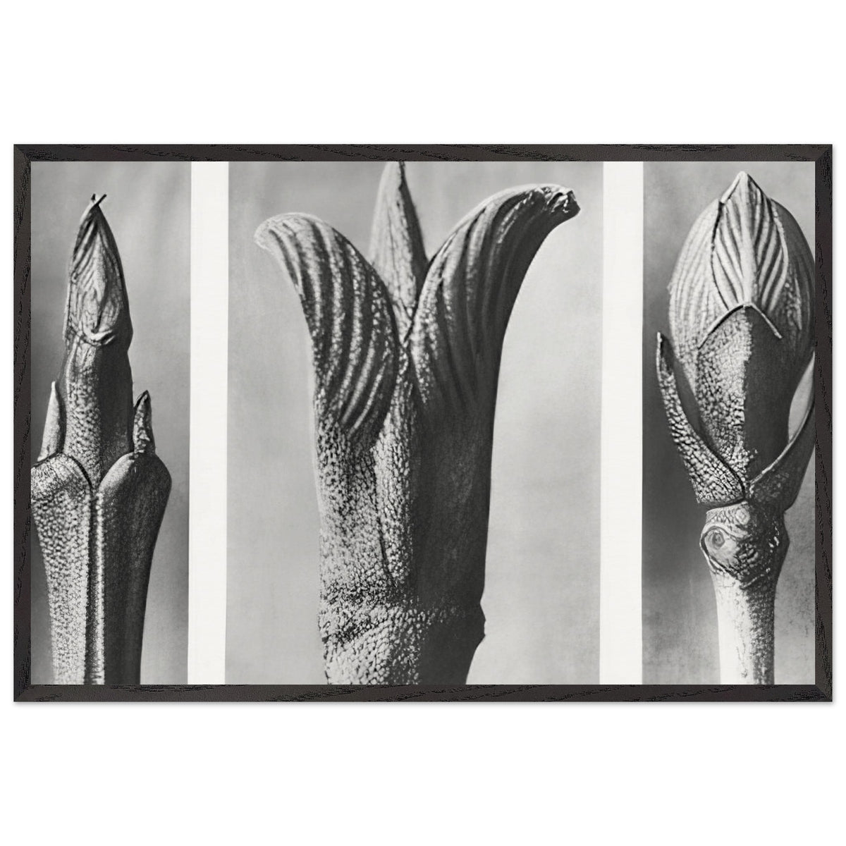 Art Forms in Nature 10 by Karl Blossfeldt, framed poster