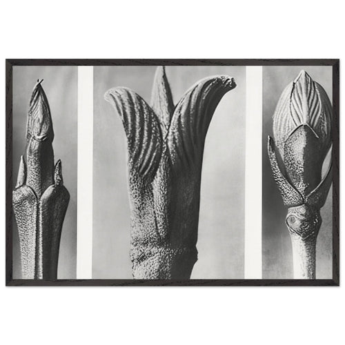 Art Forms in Nature 10 by Karl Blossfeldt, framed poster