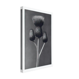 Art Forms in Nature 100 by Karl Blossfeldt, canvas, view 2