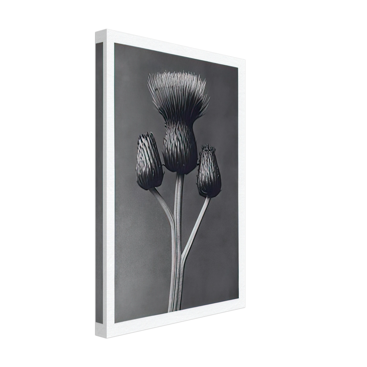 Art Forms in Nature 100 by Karl Blossfeldt, canvas, view 2