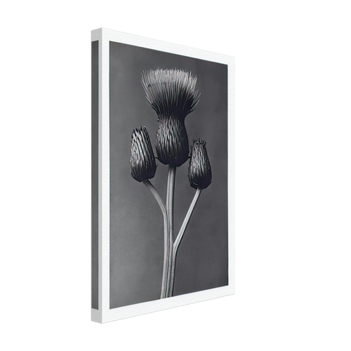 Art Forms in Nature 100 by Karl Blossfeldt, canvas, view 2