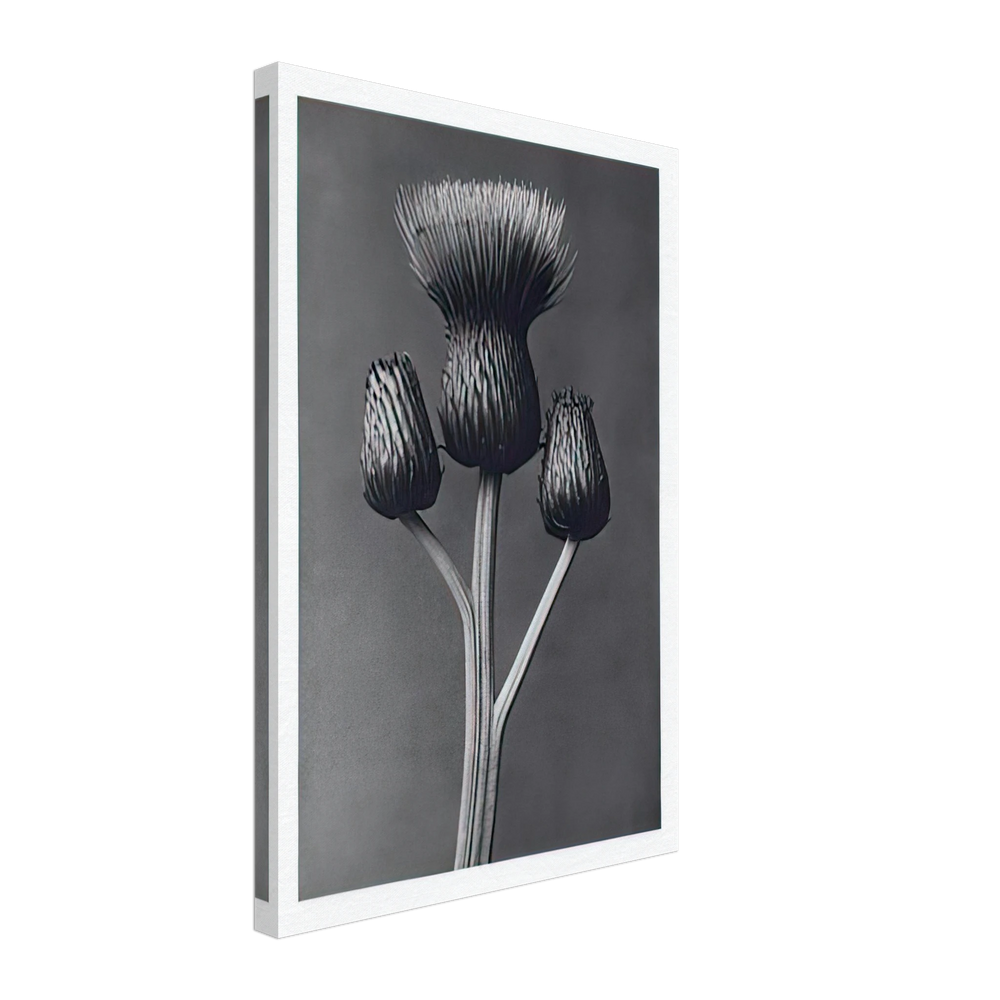 Art Forms in Nature 100 by Karl Blossfeldt, canvas