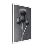 Art Forms in Nature 100 by Karl Blossfeldt, canvas