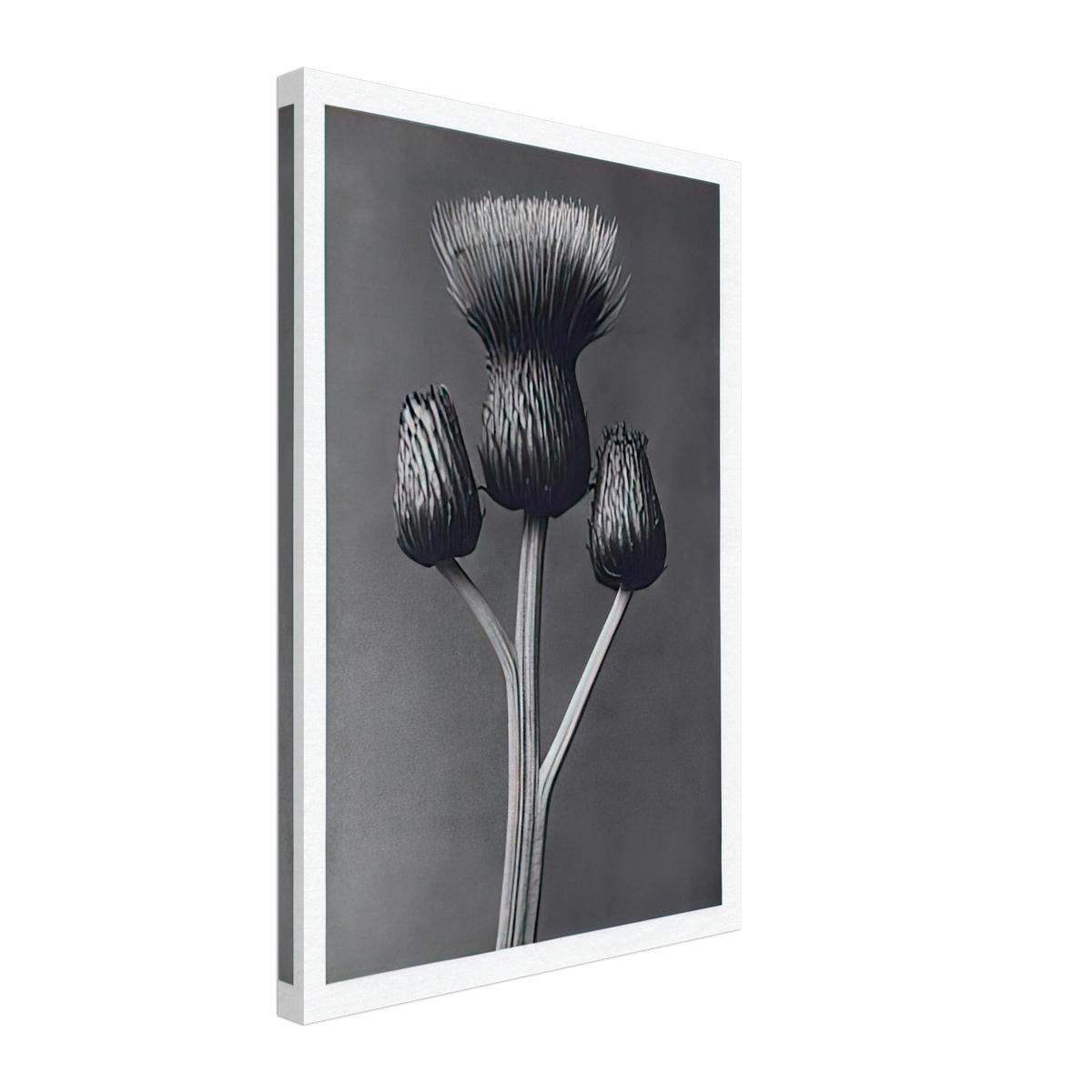 Art Forms in Nature 100 by Karl Blossfeldt, canvas