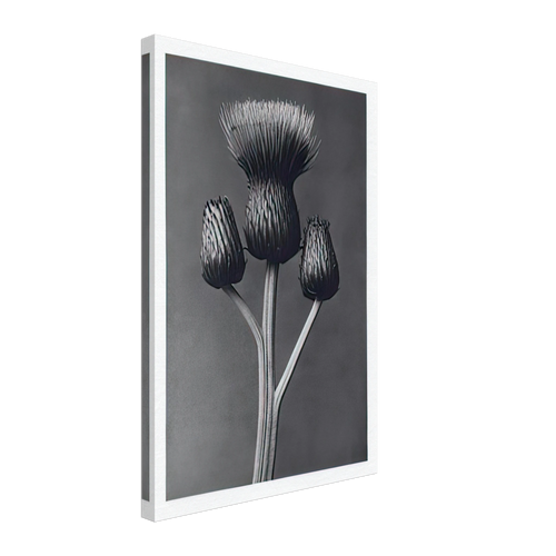 Art Forms in Nature 100 by Karl Blossfeldt, canvas