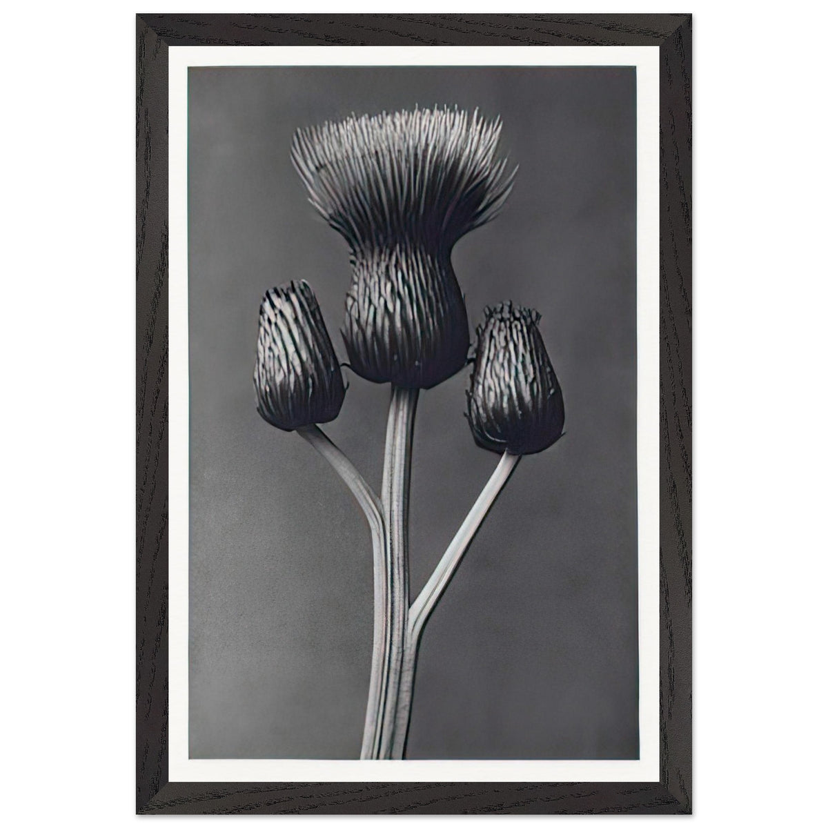 Art Forms in Nature 100 by Karl Blossfeldt, framed poster, view 2