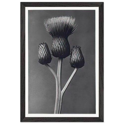 Art Forms in Nature 100 by Karl Blossfeldt, framed poster, view 2