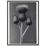 Art Forms in Nature 100 by Karl Blossfeldt, framed poster, view 3