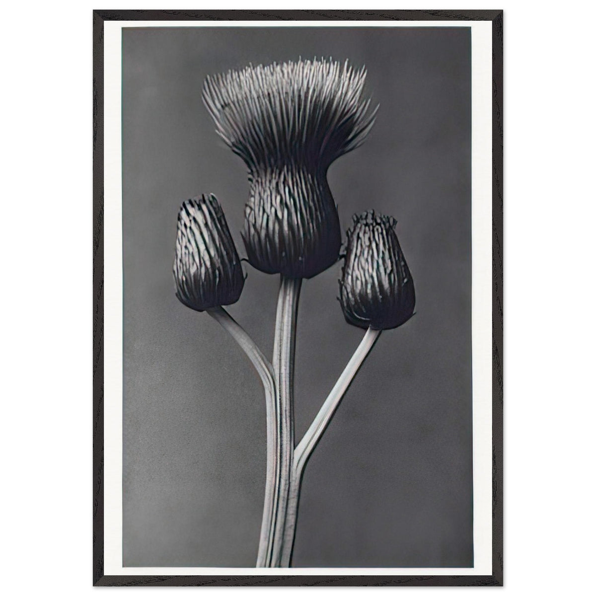 Art Forms in Nature 100 by Karl Blossfeldt, framed poster, view 3
