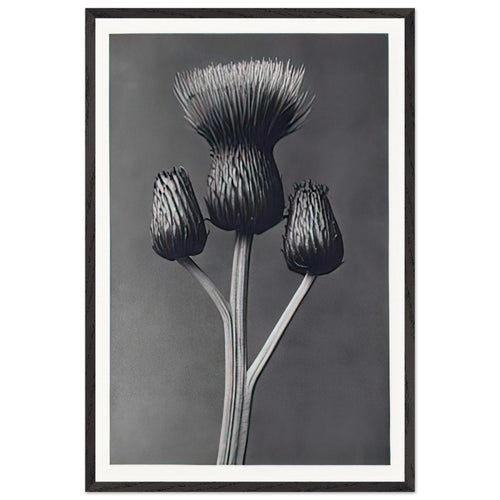 Art Forms in Nature 100 by Karl Blossfeldt, framed poster