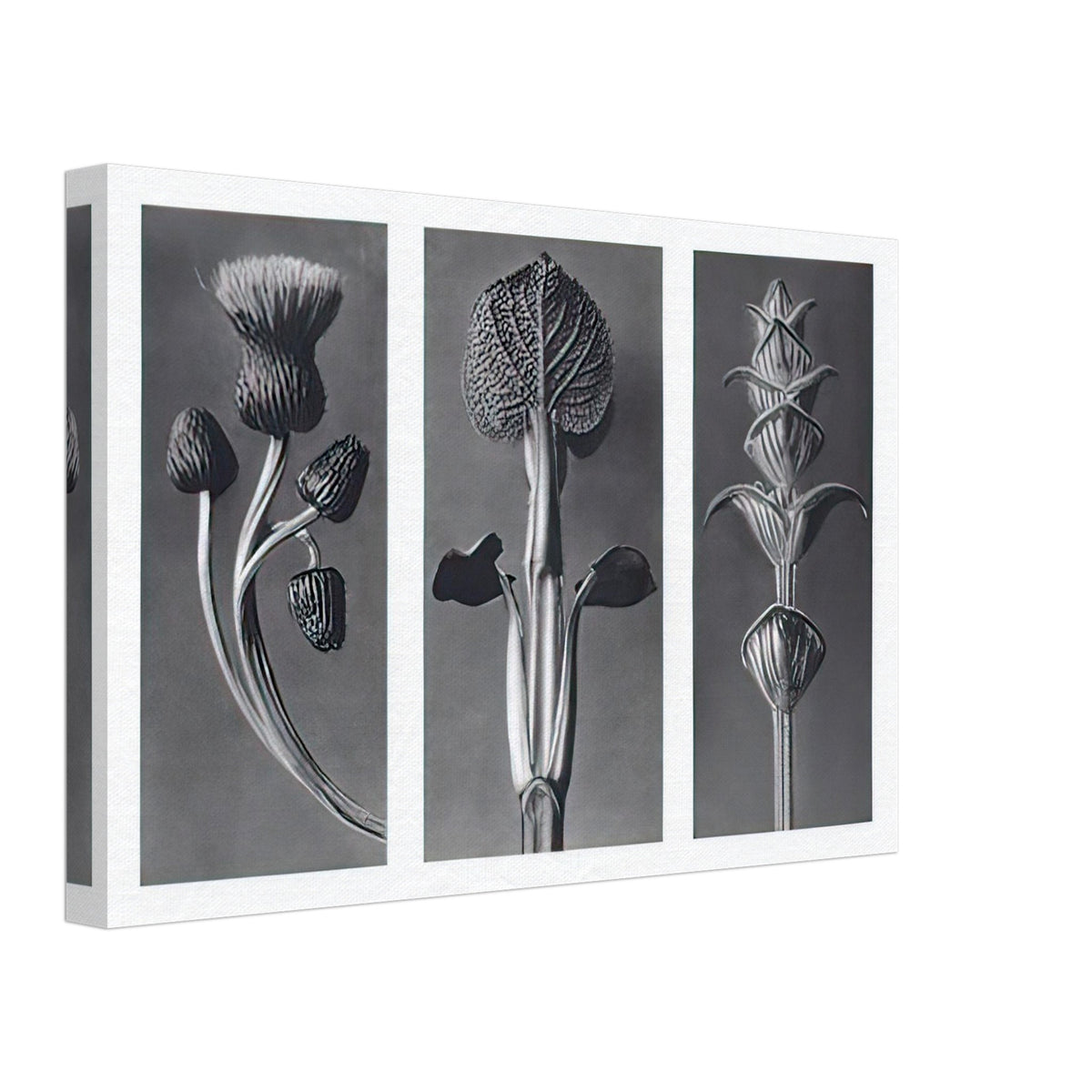 Art Forms in Nature 101 by Karl Blossfeldt, canvas