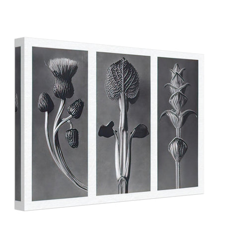 Art Forms in Nature 101 by Karl Blossfeldt, canvas