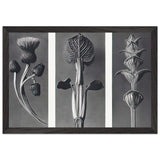 Art Forms in Nature 101 by Karl Blossfeldt, framed poster, view 2