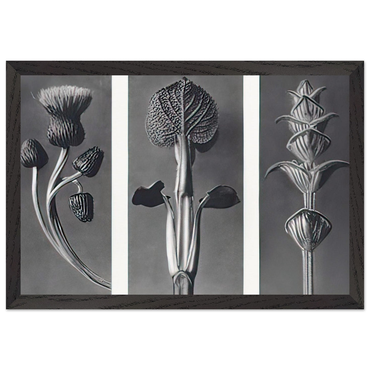 Art Forms in Nature 101 by Karl Blossfeldt, framed poster, view 2