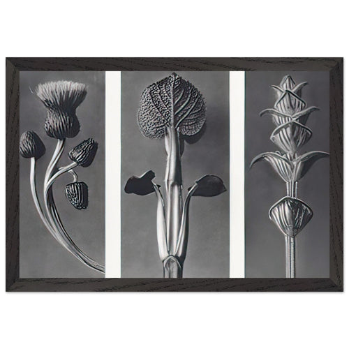 Art Forms in Nature 101 by Karl Blossfeldt, framed poster, view 2