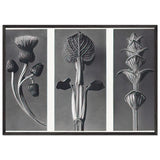 Art Forms in Nature 101 by Karl Blossfeldt, framed poster, view 3