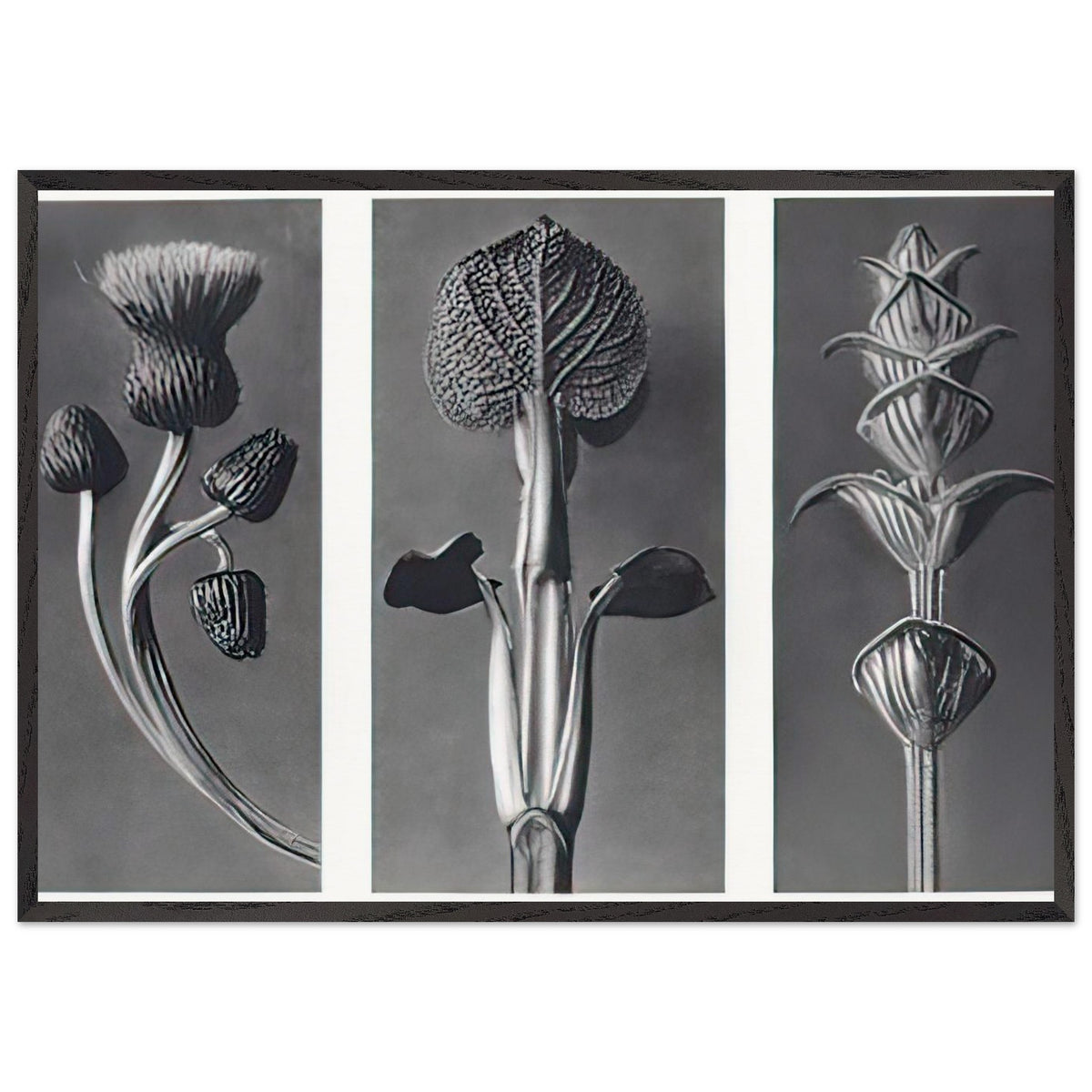 Art Forms in Nature 101 by Karl Blossfeldt, framed poster, view 3