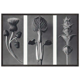 Art Forms in Nature 101 by Karl Blossfeldt, framed poster