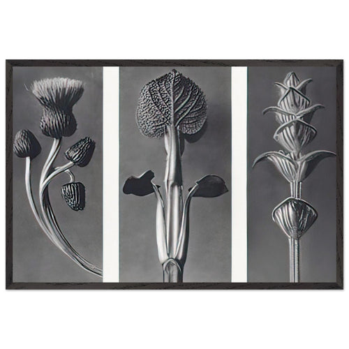 Art Forms in Nature 101 by Karl Blossfeldt, framed poster